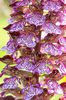 Orchis purpurea - foto di Paolo Caciagli
per ingrandire la foto cliccare sulla miniatura (637 Kb)
